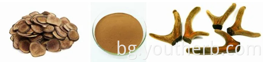 Deer Antler Velvet Extract